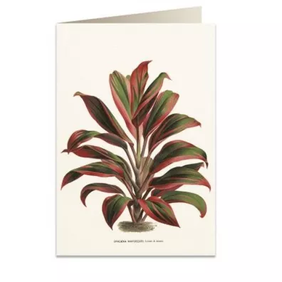 Tassotti Karnet B6 + koperta 6064 Dracena czerwono-zielona