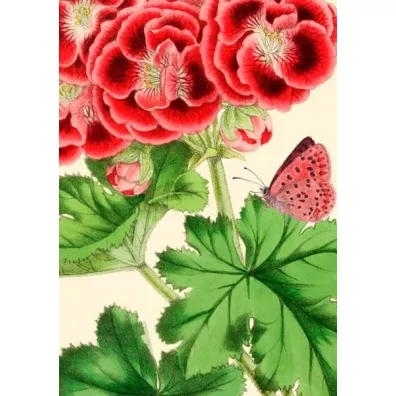 Madame Treacle Karnet B6 z kopert� Pelargonia