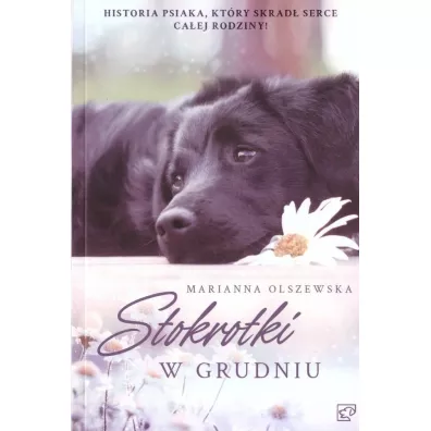 Stokrotki w grudniu - Marianna Olszewska