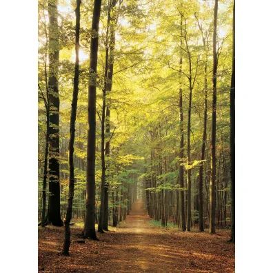Puzzle 1000 el. �cie�ka le�na Eurographics