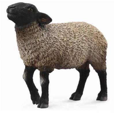 Owca Suffolk