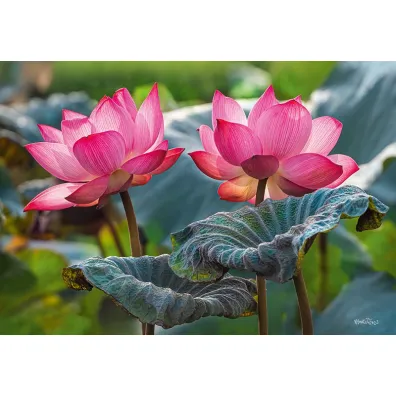 Puzzle 500 el. Pink Lotus Flowers CherryPazzi
