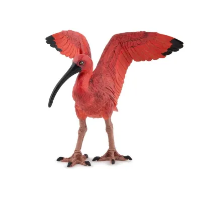 Ibis szkar�atny