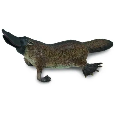 Dziobak australijski
