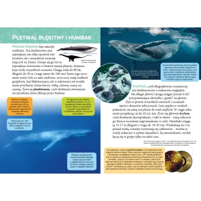 Ma�a encyklopedia. Zwierz�ta morskie