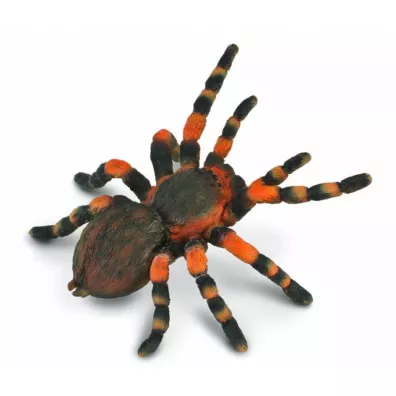 Ptasznik czerwonokolanowy