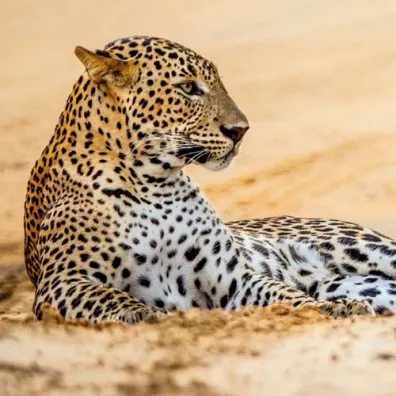 Museums & Galleries Karnet kwadrat z kopert� Leopard in sand