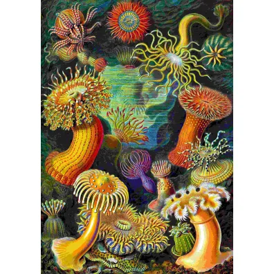 Puzzle 1000 el. Ernst Haeckel: Stworzenia morskie Good Loot