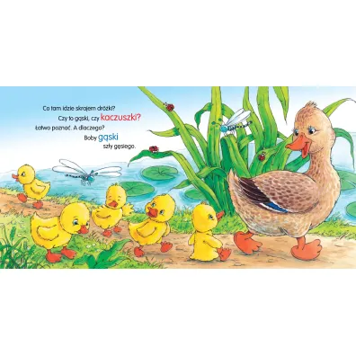 Ksi��eczka 160X160 sztywnostronicowa Kaczka kwa, kwa SKRZAT 072501