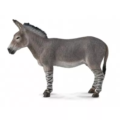 Osio� afryka�ski