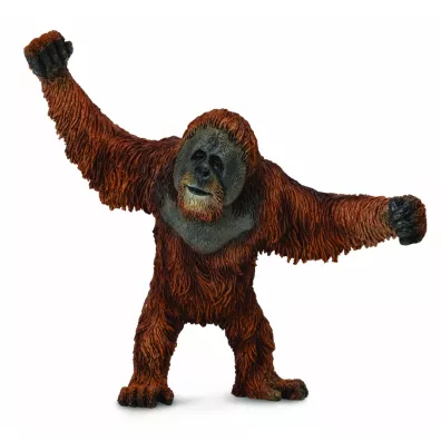 Orangutan