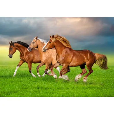Puzzle 500 el. Horses in Spring Rush Castorland