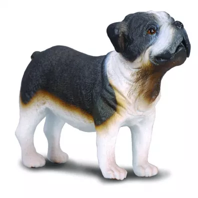 Pies buldog