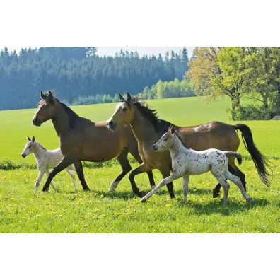 Puzzle 4w1 w walizce Love, Konie Schmidt