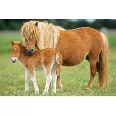 Puzzle 4w1 w walizce Love, Konie Schmidt