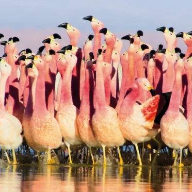 Museums & Galleries Karnet kwadrat z kopert� Andean Flamingoes