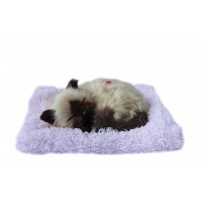 picy kotek na poduszce - brzowy Askato