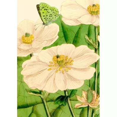 Madame Treacle Karnet B6 z kopert� Kwiaty i motyl