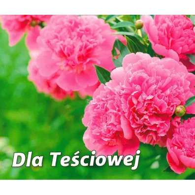 Dla te�ciowej. Pere�ka