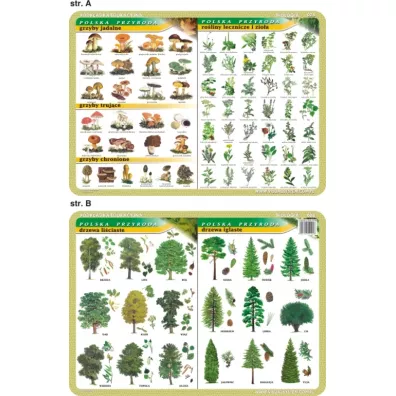 Visual System Podk�adka edukacyjna. Grzyby, ro�liny lecznicze