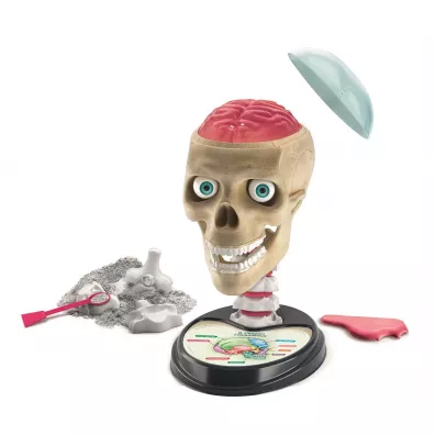 Anatomia Clementoni