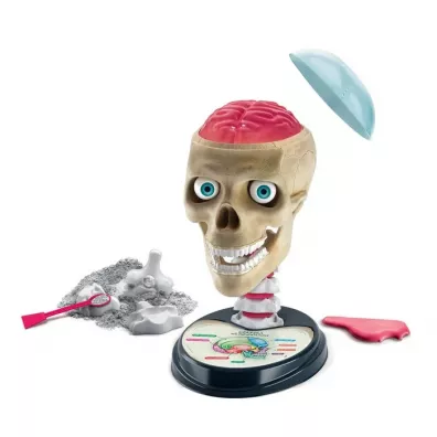 Anatomia Clementoni