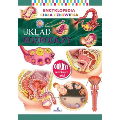 Encyklopedia ciaa czowieka Ukad rozrodczy