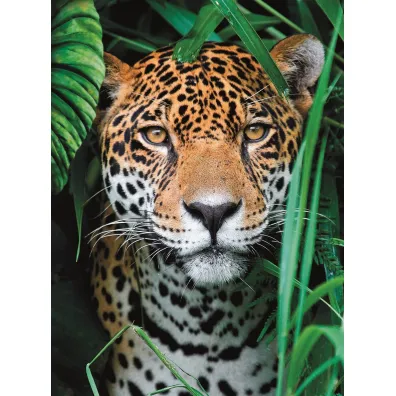 Puzzle 500 el. High Quality Collection. Jaguar in the Jungle Clementoni
