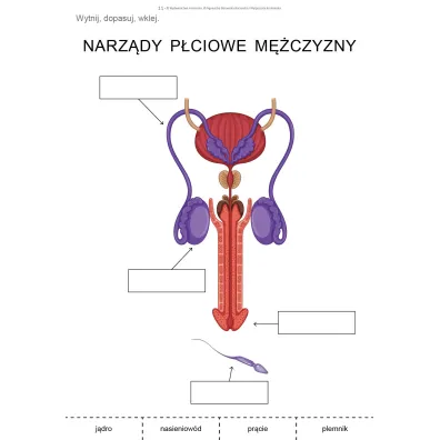 Dojrzewanie. Materia�y dla uczni�w ze specjalnymi potrzebami edukacyjnymi