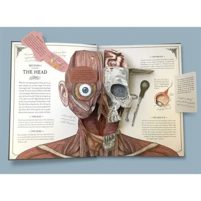 The Human Body. A Pop-Up Guide to Anatomy wer. angielska
