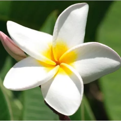 DaVinci Karnet Plumeria + koperta B2W 202 001 16 x 16 cm