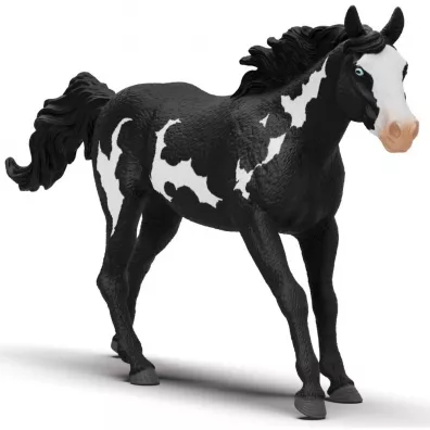 Wa�ach rasy Paint Horse