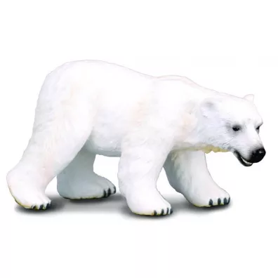 Nied�wied� polarny