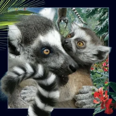 Worth Keeping Poczt�wka 3D Lemur