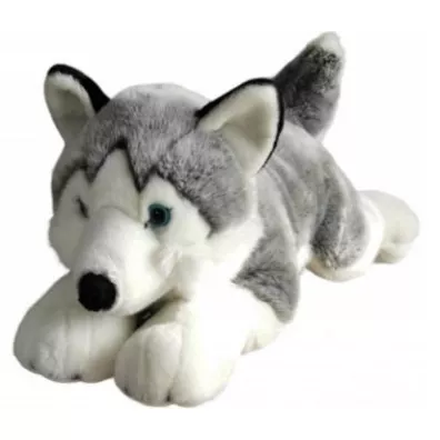 Husky 62cm Dubi