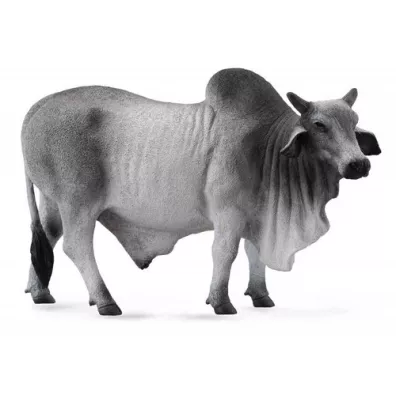 Byk brahman