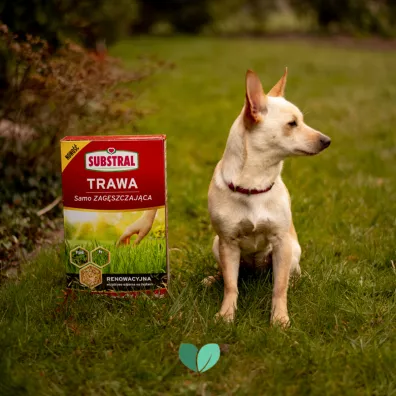 Substral Mieszanka nasion Trawa samozagszczajca do renowacji trawnika 1 kg