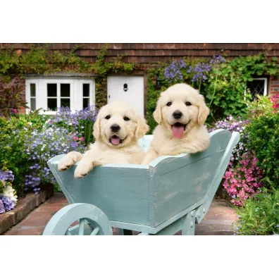 Puzzle 200 el. XL Golden Retriever Ravensburger