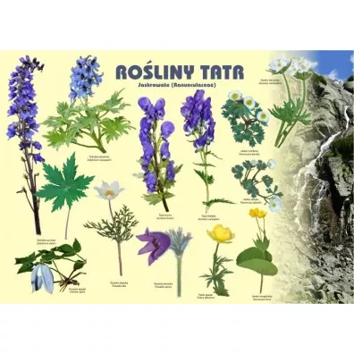 Tablica 100x72cm Ro�liny Tatr. Jaskrowate