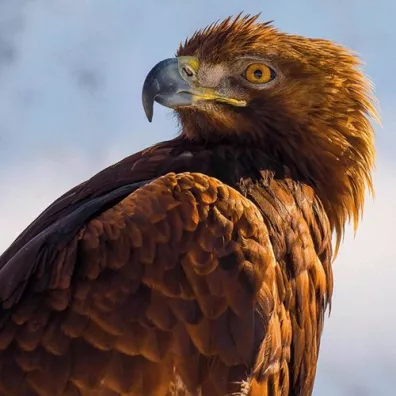 Museums & Galleries Karnet kwadrat z kopert� Golden Eagle