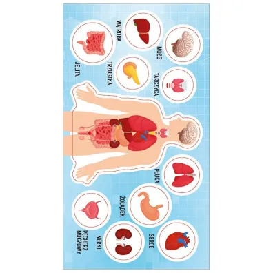 Ranok-Creative Naklejki Anatomia cz�owieka