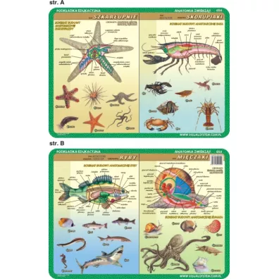 Visual System Podk�adka edukacyjna. Anatomia. Szkar�upnie