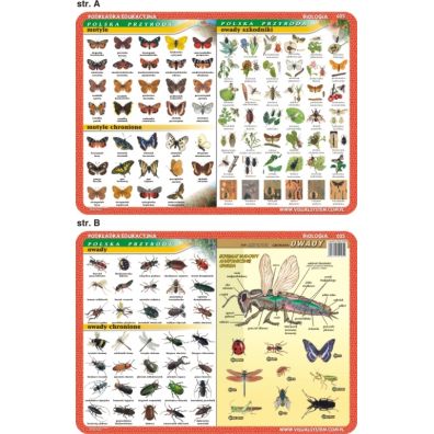 Visual System Podkadka edukacyjna. Motyle, owady, anatomia