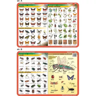 Visual System Podk�adka edukacyjna. Motyle, owady, anatomia
