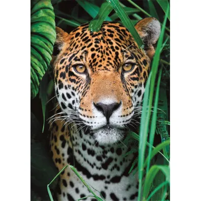 Puzzle 500 el. Compact Jaguar in the jungle Clementoni