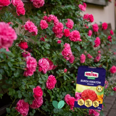Substral Nawz Burza Kwiatw - balkon 300 g