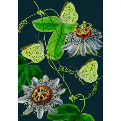 Madame Treacle Karnet B6 z kopert� Passiflora noc�