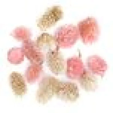 dpCraft Suszone owoce dekoracyjne mix 14 szt.