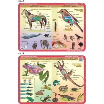 Visual System Podk�adka edukacyjna. Anatomia. Ssaki, ptaki, p�azy