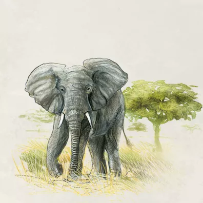 �ladami Darwina